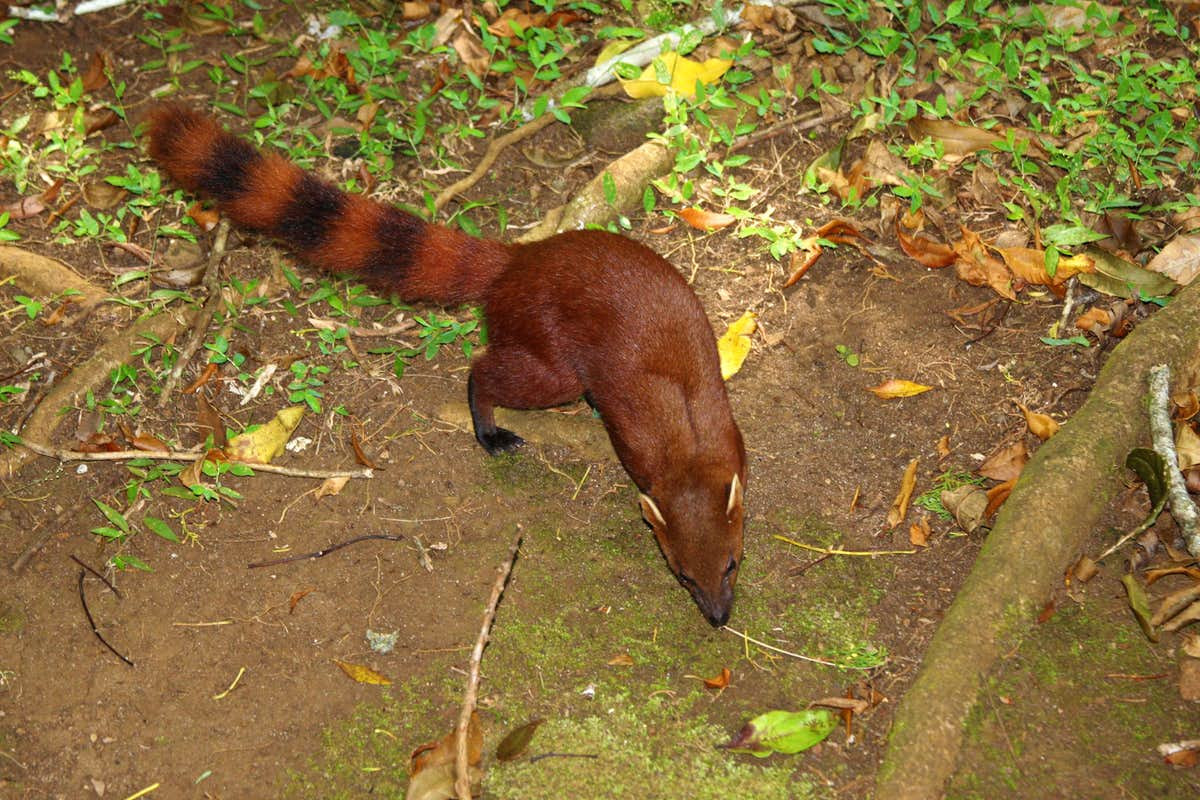 Độc đáo loài cầy có đuôi lạ không tưởng, "khoái" ăn rắn kịch độc - Hình 2 Doc dao loai cay co duoi la khong tuong,