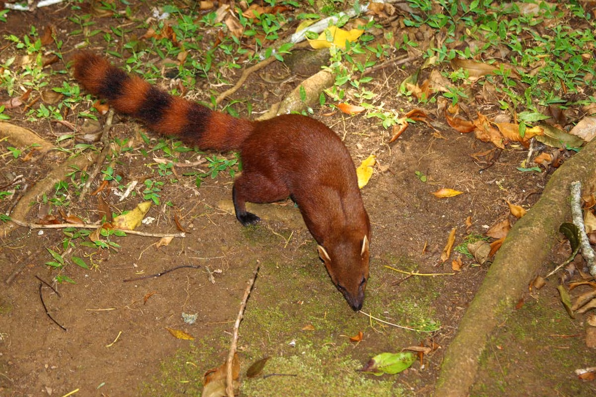 Cầy mangut đuôi vòng có kích thước tương đối nhỏ, chiều dài từ 32cm – 38cm, trọng lượng 700g - 900g. Đặc biệt, chúng sở hữu chiếc đuôi dài khoảng 30cm, rậm lông với 4 - 6 vòng tròn màu đen rất độc đáo. Ảnh: summitpost.