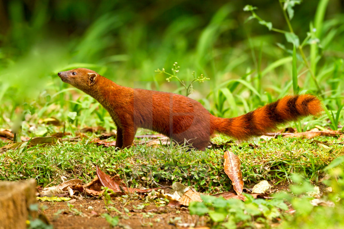 Độc đáo loài cầy có đuôi lạ không tưởng, "khoái" ăn rắn kịch độc - Hình 3 Doc dao loai cay co duoi la khong tuong,