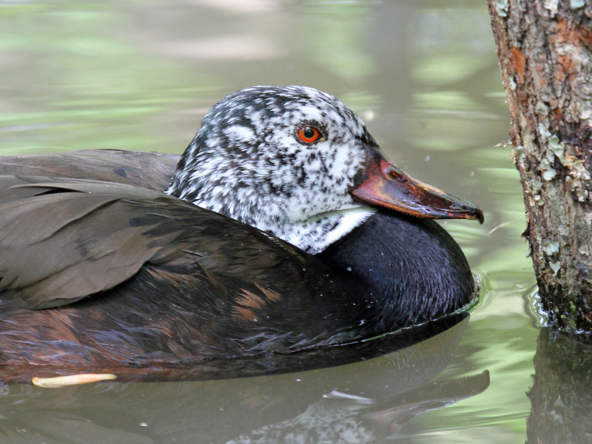 Ở Việt Nam, ngan cánh trắng trước đây có ở khắp cả nước nhưng nay chỉ còn thấy có tại Vườn quốc gia Cát Tiên và Khu bảo tồn thiên nhiên Kẻ Gỗ. Ảnh: wikimedia.