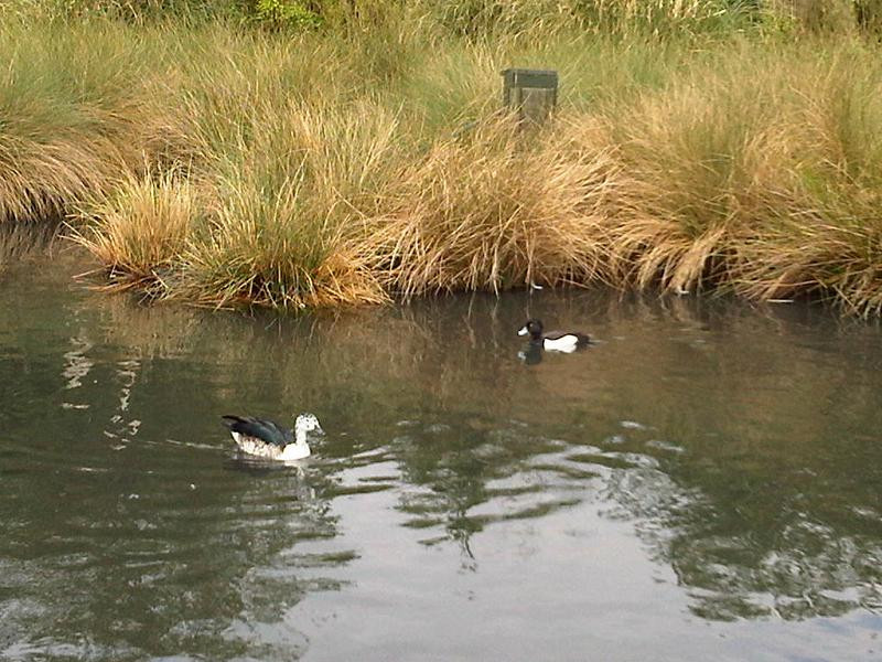 Ngan cánh trắng cái đẻ trứng trong hốc cây to già. Đến mùa sinh sản, ngan sống thành đôi hoặc gia đình. Ảnh: wikipedia.