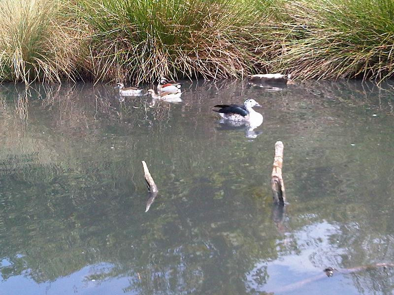 Trong khi đó, ngan cánh trắng cái có kích thước nhỏ hơn con đực, mắt màu nâu. Ảnh: wikipedia.