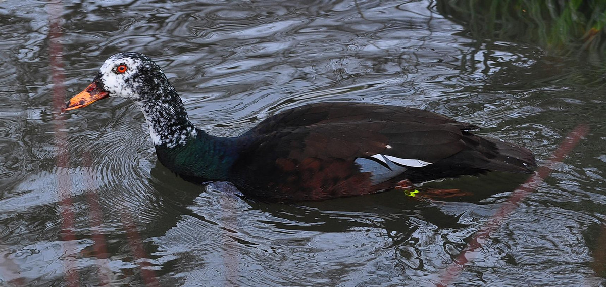 Ngan cánh trắng thường sống ở rừng đầm lầy nước ngọt hoặc rừng ven sông suối, các vùng đất ngập nước. Ban ngày chúng ở trong rừng, ban đêm mới ra đầm lầy hoặc suối để kiếm ăn. Ảnh: hbw.
