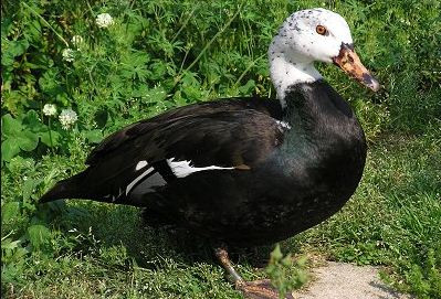 Trên thế giới, ngan cánh trắng có ở Đông Ấn Độ, Myanma, Thái Lan, Malaysia, Indonesia. Ảnh: vulkaner.