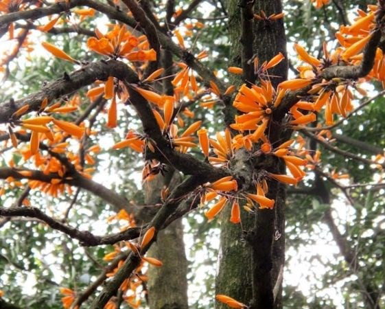 Cây rà đẹt lửa ra hoa từ tháng 3 - tháng 5. Hoa của nó có thể ăn được và người dân thường dùng hoa để nấu canh. Ảnh: hstatic.