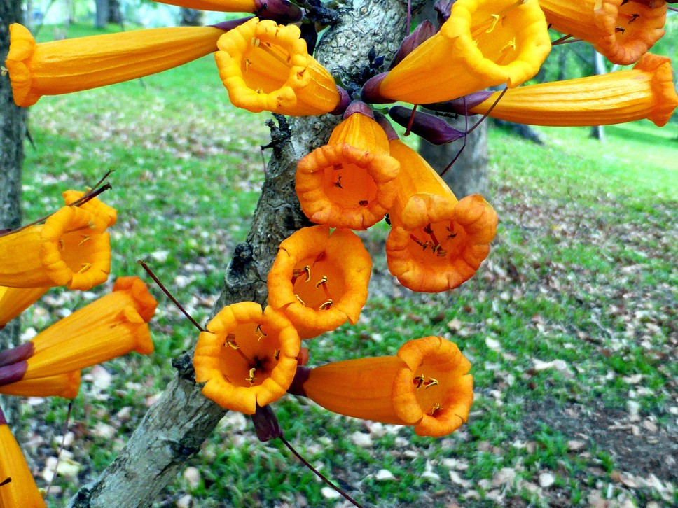 Cây rà đẹt lửa có tên khoa học là Radermachera ignea. Đây là loài thực vật biểu tượng của tỉnh Chiang Rai, Thái Lan. Cây có hoa mọc từ thân vô cùng kỳ lạ. Ảnh: blogcaycanh.