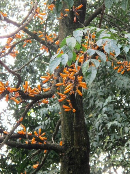 Trên thế giới, cây rà đẹt lửa phân bố ở Thái Lan, Lào, Trung Quốc, Mianma. Ở Việt Nam, loài cây này phân bố ở Thanh Hóa, Nghệ An vào tới Lâm Ðồng. Ảnh: cayhoacanh.