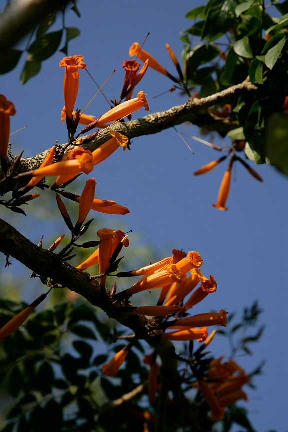 Rà đẹt lửa là loại cây rất hiếm gặp trong tự nhiên. Ảnh: blogcaycanh.