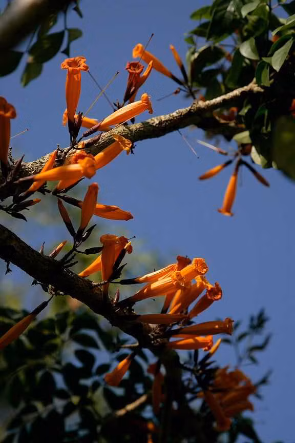 Rà đẹt lửa là loại cây rất hiếm gặp trong tự nhiên. Ảnh: blogcaycanh.