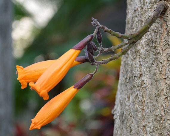 Cây rà đẹt lửa còn có tên gọi khác là cây đại khải hay rà đẹt đền Hùng. Đây là cây thân gỗ có hoa màu vàng cam mọc trực tiếp từ thân cây. Ảnh: blogcaycanh.