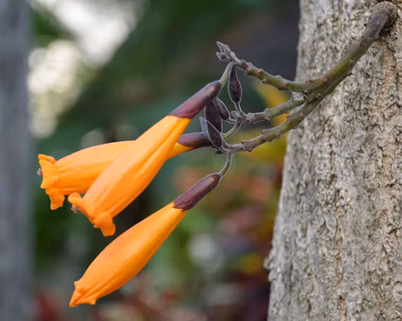 Cây rà đẹt lửa còn có tên gọi khác là cây đại khải hay rà đẹt đền Hùng. Đây là cây thân gỗ có hoa màu vàng cam mọc trực tiếp từ thân cây. Ảnh: blogcaycanh.