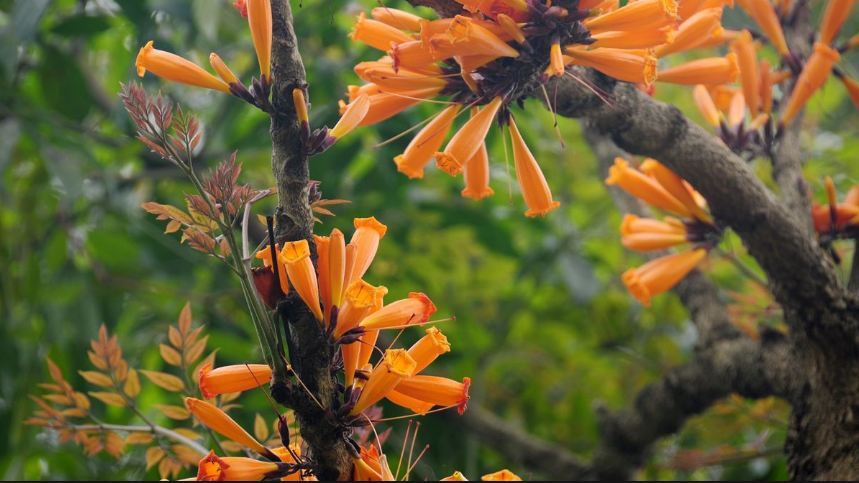 Trong khi đó, vỏ và rễ cây rà đẹt lửa có tác dụng chữa bệnh. Ảnh: hstatic.