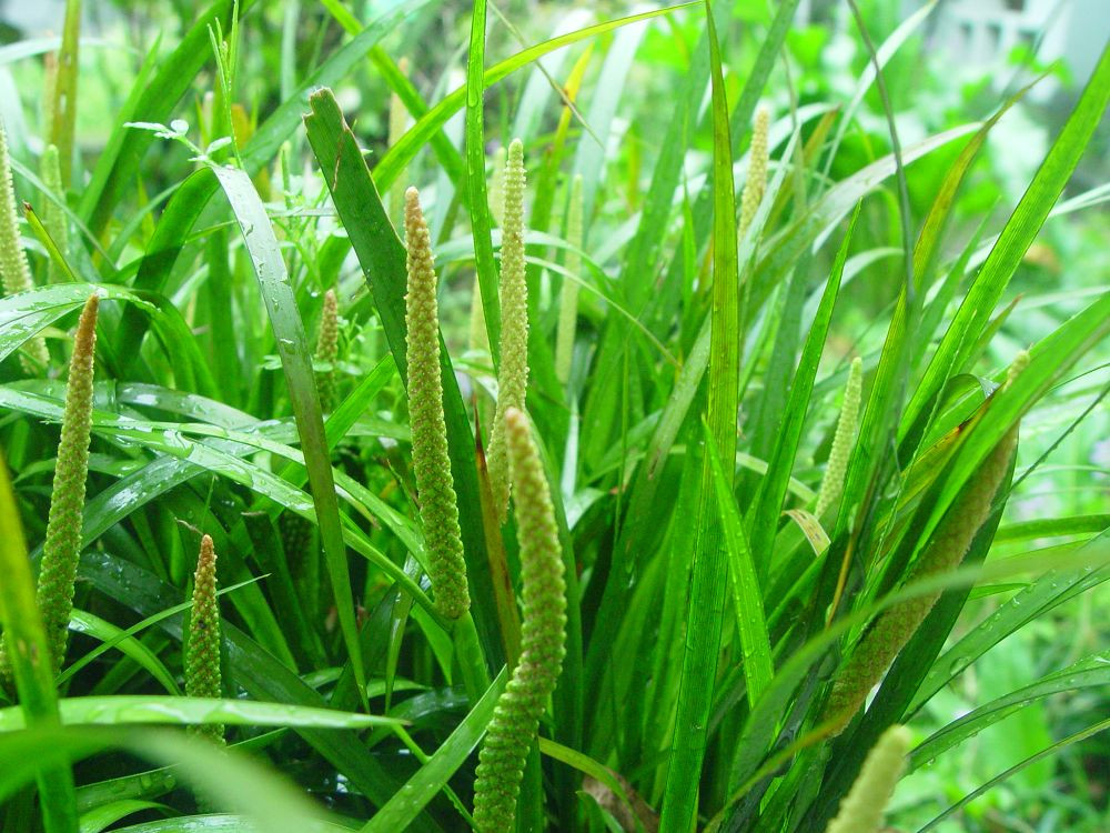 Thạch xương bồ ra hoa tháng 5-7, quả tháng 8. Ảnh: nhathuocdangian.