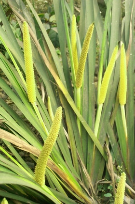 Thạch xương bồ phân bố ở Đông Á. Ở Việt Nam, loài cây này mọc khắp nơi ở miền Bắc và miền Trung. Ảnh: wordpress.