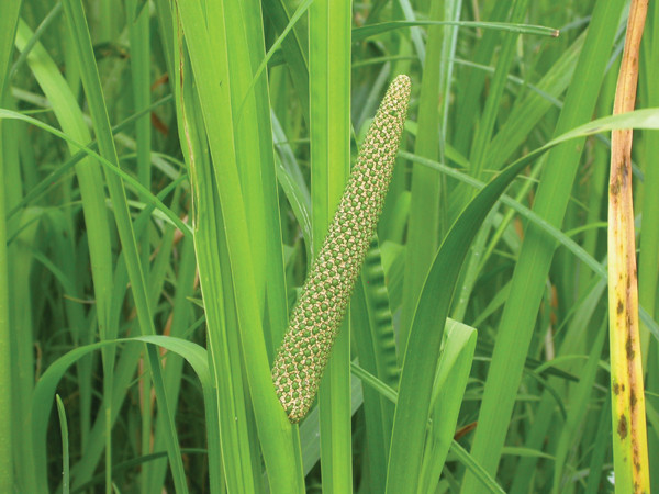 Thạch xương bồ có thân rễ phân nhánh, mọc bò ngang gồm nhiều đốt, có mùi thơm đặc biệt; lá hình dải hẹp, có bẹ, mọc ốp vào nhau và xòe sang hai bên ở ngọn; quả mọng khi chín màu đỏ nhạt. Ảnh: suckhoedoisong.