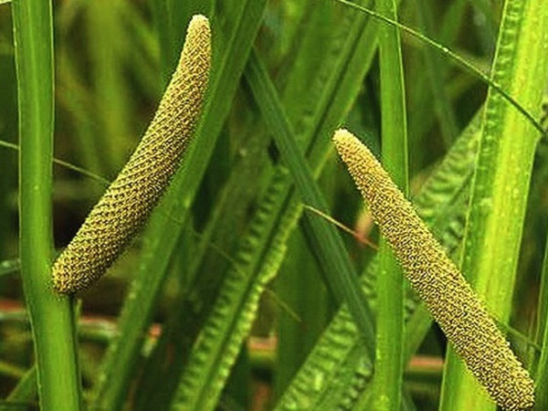 Ngoài mọc hoang ở dọc theo các khe suối, có khi bám trên đá ven suối, thạch xương bồ cũng thường được trồng ở Việt Nam. Ảnh: cuvajzdravlje.