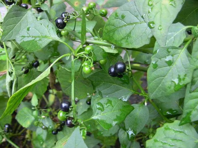 Cây lu lu đực thường được phân loại là một cây có độc do có chứa hàm lượng alkaloid, đặc biệt là trong các quả non. Ảnh: mangtayxanh.