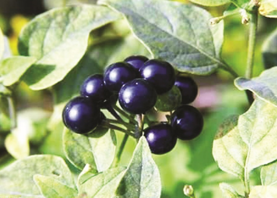 Mặc dù vậy, người dân ở một số địa phương vẫn sử dụng lá ngọn non của cây lu lu đực và nấu chín làm rau ăn. Ảnh: baodantoc.