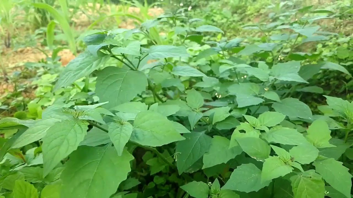 Cây lu lu đực mọc thẳng đứng với chiều cao có thể đạt tới 70cm. Cành lá và phần non có phủ lớp lông mỏng. Hoa nở từ tháng 6 - 10. Cây thụ phấn nhờ côn trùng và ong bướm. Ảnh: ytimg.