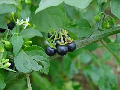 Cây lu lu đực thích nghi đa dạng được với các điều kiện môi trường khác nhau. Chúng có thể mọc ven đường, bãi hoang, ruộng vườn gần khu dân cư hoặc ven sông suối. Ảnh: blogspot.