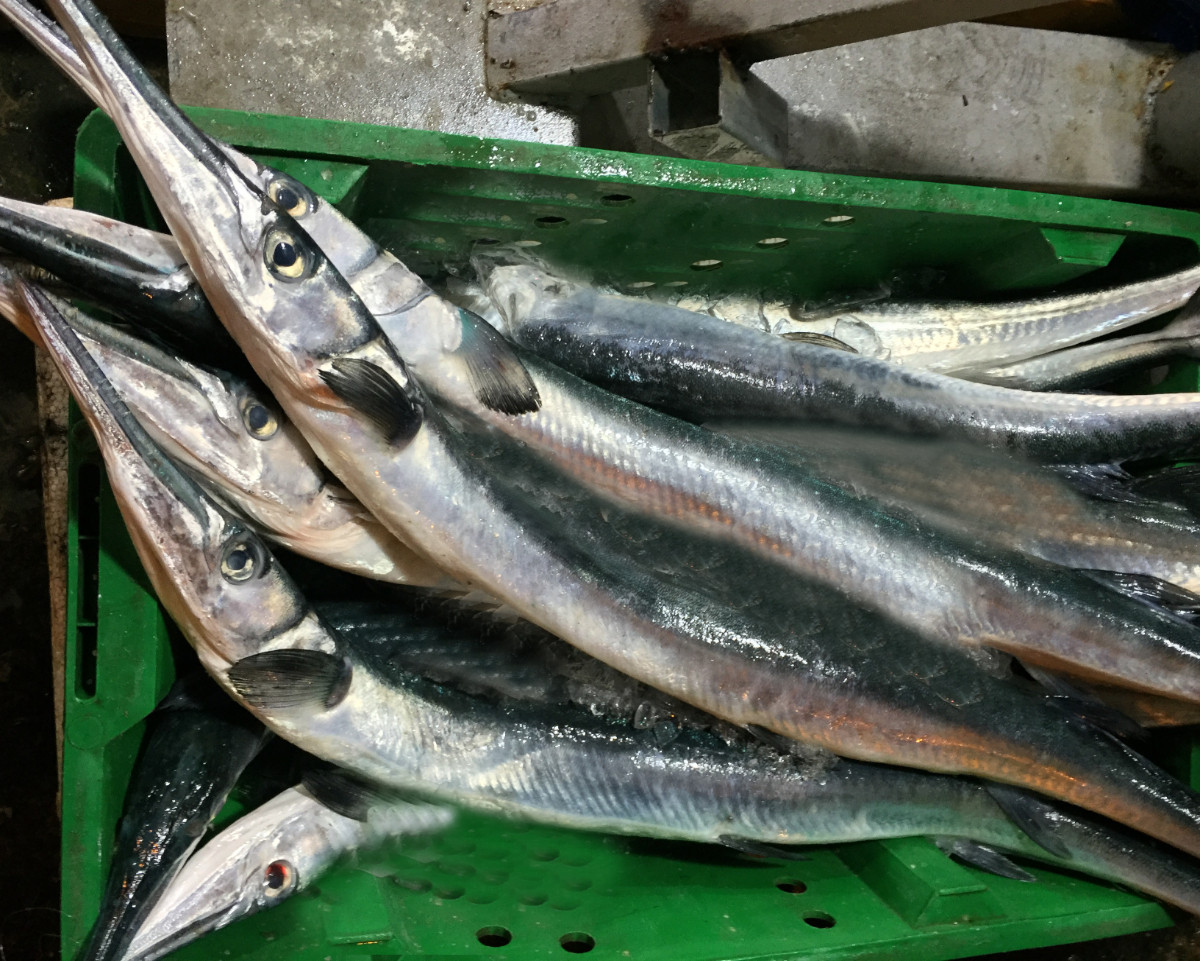 Cá nhói là một loài cá ăn tầng nổi. Đến mùa nước trong, cá nhói hay áp sát các ghềnh đá để bắt cá con, các loại cua đá và cũng là để giao phối sinh sản. Ảnh: raucuviet.