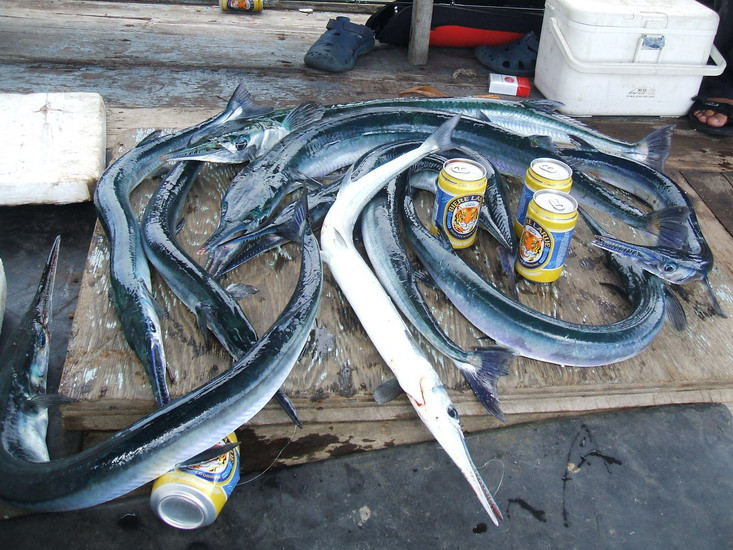 Cá nhói còn được dân câu mệnh danh là "Vua mặt nước" bởi sự nhanh nhẹn và tính săn mồi của nó. Ảnh: wordpress.