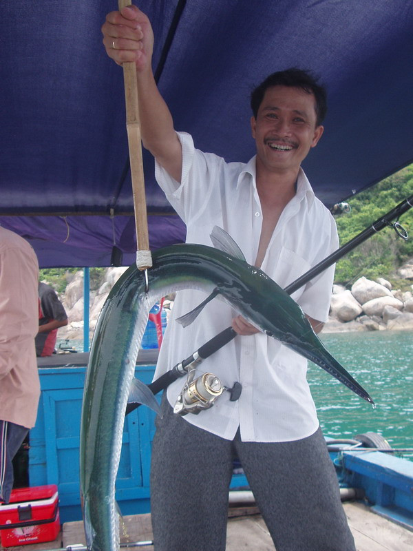 Cá nhói có hình dáng hơi giống cá nhồng và cá kìm nhưng khác ở chỗ chúng lưng xanh bụng trắng còn cá nhồng thì màu vàng trắng. Ảnh: clbcaucadanang.