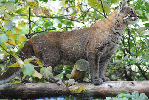 Mèo xá lị trưởng thành nặng từ 6,5kg - 9kg, dài khoảng 1m. Ảnh: giaoducthoidai.