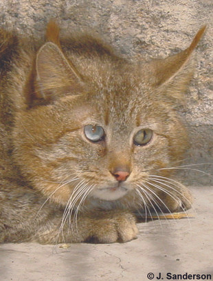 Mèo xá lị hoạt động chủ yếu về đêm, săn pika, động vật gặm nhấm và chim. Ảnh: wildcatfamily.