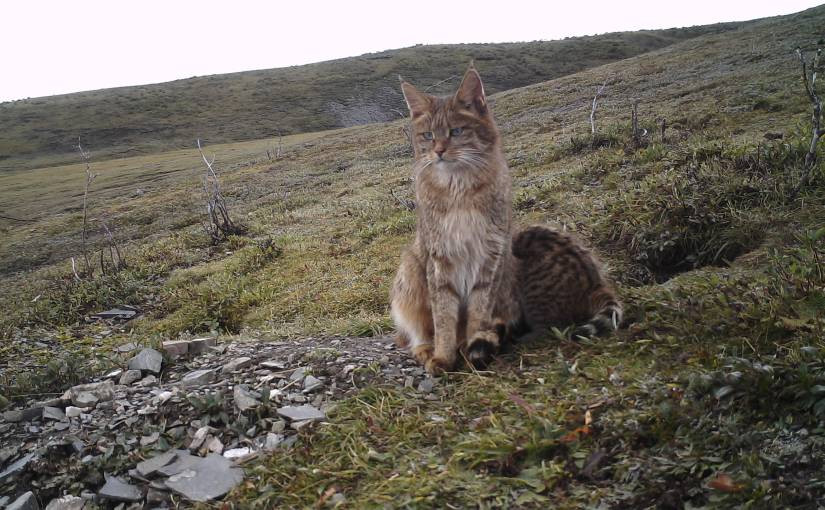 Mùa giao phối của mèo xá lị từ tháng 1 đến tháng 3. Mèo cái đẻ ra hai đến bốn mèo con mỗi lứa. Ảnh: wordpress.