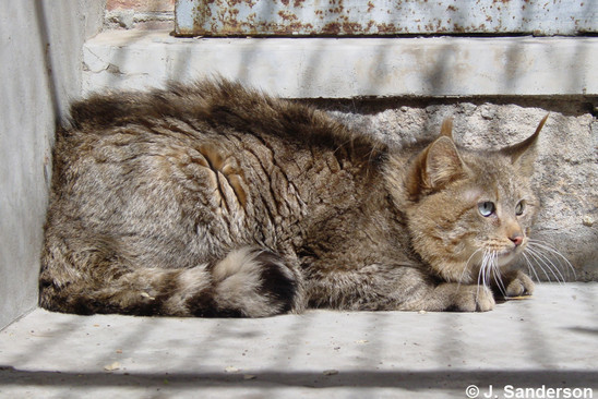 Mèo xá lị có bộ lông màu cát, có những sọc tối màu trên mặt và chân, chóp tai màu đen, trên đuôi có vòng lông đen. Ảnh: wildcatfamily.