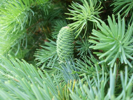 Tại Việt Nam, cây du sam mọc ở độ cao trên 600m, nơi có đất đá vôi ở Tây Bắc. Cây cũng gặp phổ biến ở vùng Đà Lạt tỉnh Lâm Đồng. Ảnh: blogcaycanh.