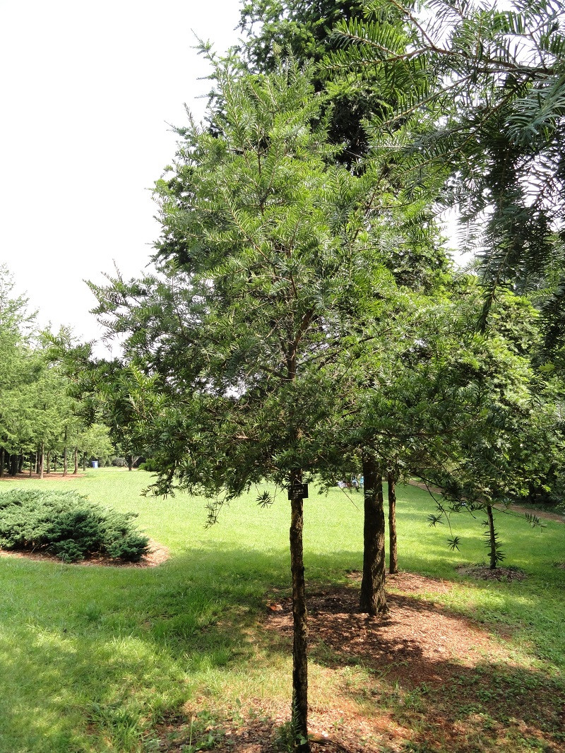 Cây du sam là một loài cây thân gỗ lá kim, có thể cao đến 40m - 50m. Thân cây tương đối phẳng nhưng nứt dọc, bong thành từng mảng. Ảnh: blogcaycanh.