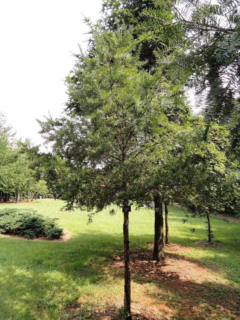 Cây du sam là một loài cây thân gỗ lá kim, có thể cao đến 40m - 50m. Thân cây tương đối phẳng nhưng nứt dọc, bong thành từng mảng. Ảnh: blogcaycanh.