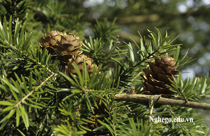 Tại Việt Nam, gỗ cây du sam được xếp vào nhóm gỗ I cùng các loài thân gỗ quý hiếm khác như cẩm lai, trắc, muồng đen và giáng hương. Ảnh: nghego.