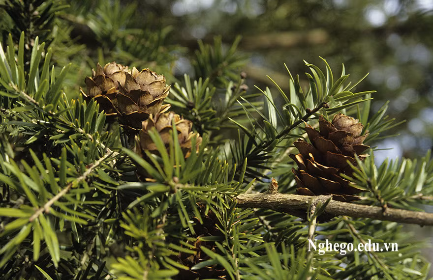 Tại Việt Nam, gỗ cây du sam được xếp vào nhóm gỗ I cùng các loài thân gỗ quý hiếm khác như cẩm lai, trắc, muồng đen và giáng hương. Ảnh: nghego.