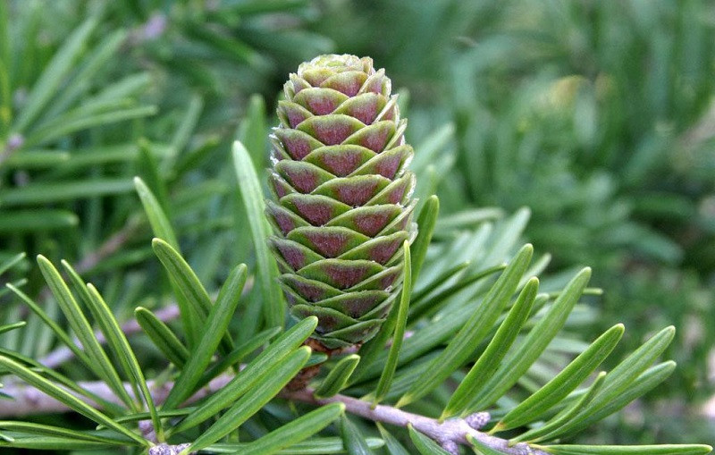  Hạt cây du sam có thể ép lấy dầu, thường dùng để đốt, chế xà phòng và dùng để đánh bóng đồ gỗ. Ảnh: blogcaycanh.