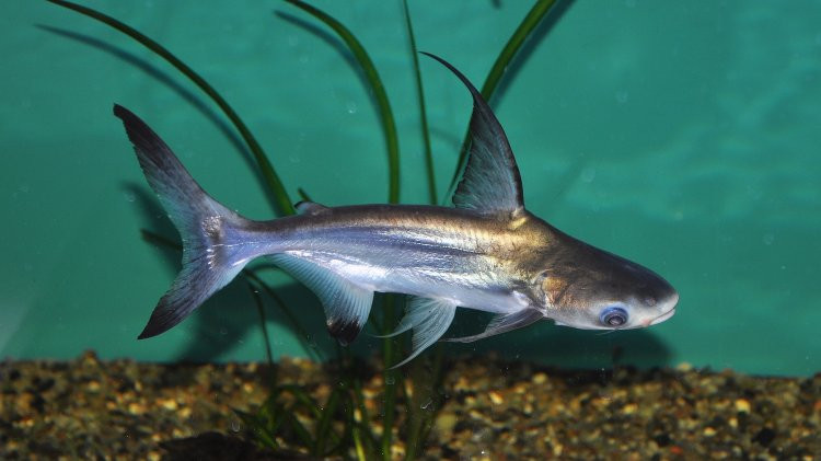 Ở Việt Nam, cá vồ cờ được Sách đỏ xếp vào danh sách 100 loài động vật có nguy cơ bị đe dọa tuyệt chủng nhất thế giới. Ảnh: biolib.