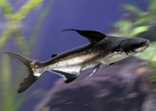 Cá vồ cờ có thể đạt trọng lượng lên tới 293kg và dài tới 3m. Ảnh: khoahoc.