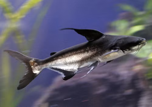 Cá vồ cờ có thể đạt trọng lượng lên tới 293kg và dài tới 3m. Ảnh: khoahoc.