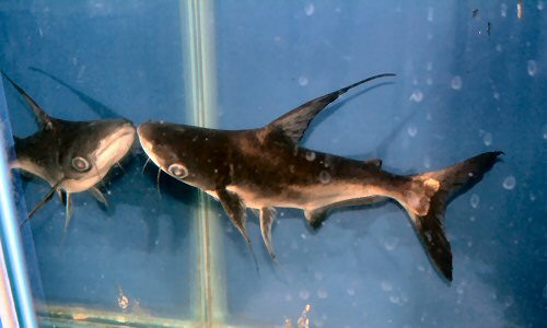 Cá vồ cờ thậm chí còn được đánh giá là loài cá nước ngọt khỏe nhất thế giới. Ảnh: scotcat.