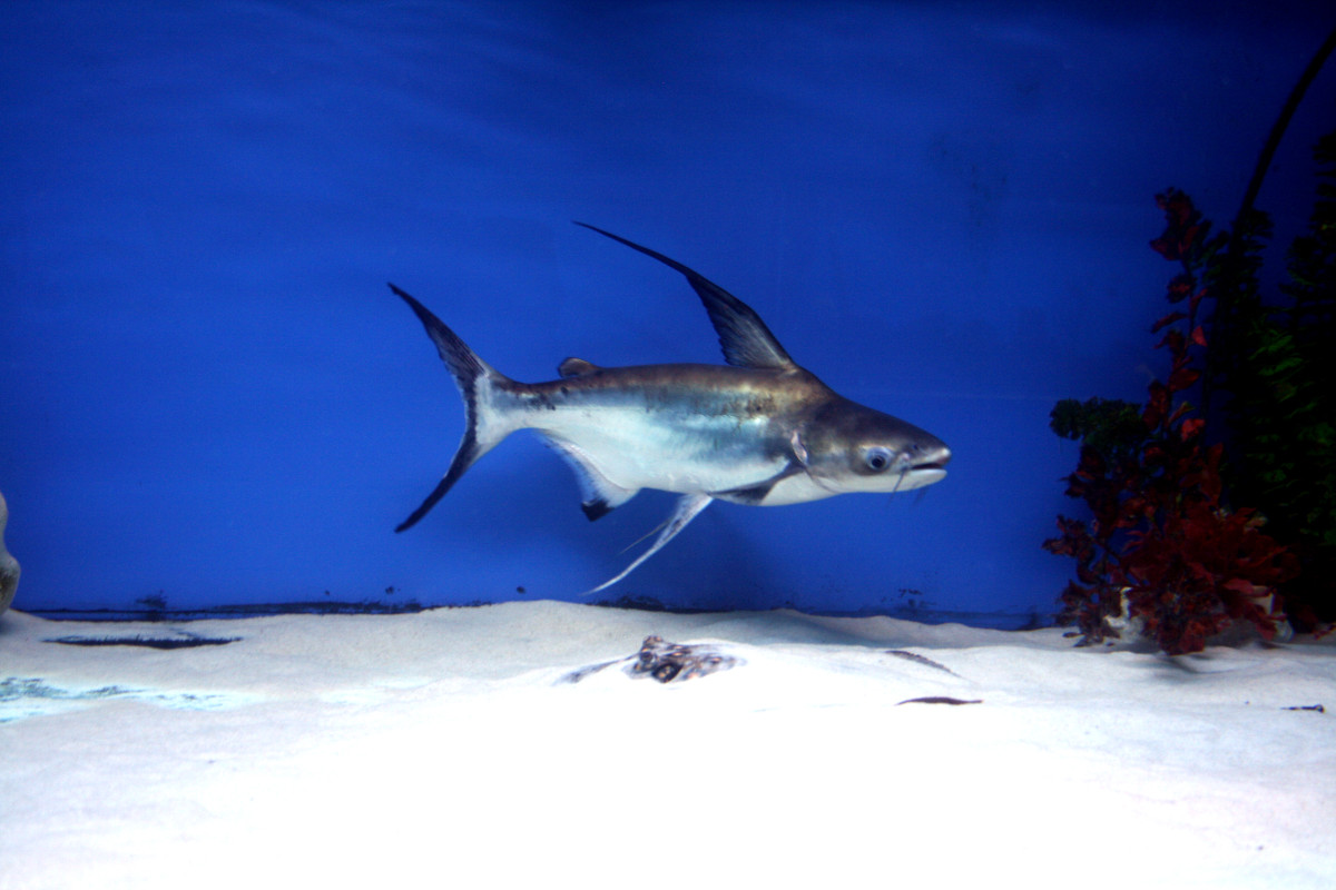 Cá vồ cờ sinh sống trong lưu vực sông Chao Phraya và Mê Kông. Ảnh: wikimedia.