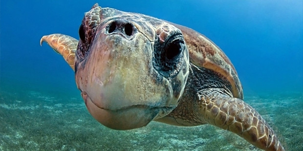 Thức ăn chính của rùa Quản Đồng là các loài nhuyễn thể, giáp xác, cá và cỏ biển. Ảnh: t24.