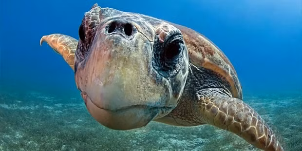 Thức ăn chính của rùa Quản Đồng là các loài nhuyễn thể, giáp xác, cá và cỏ biển. Ảnh: t24.