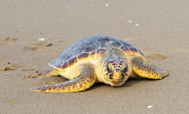 Rùa Quản Đồng phân bố khắp Việt Nam, nhưng tập trung ở khu đảo Bạch Long Vĩ. đến Cát Bà. Ảnh: listelist.