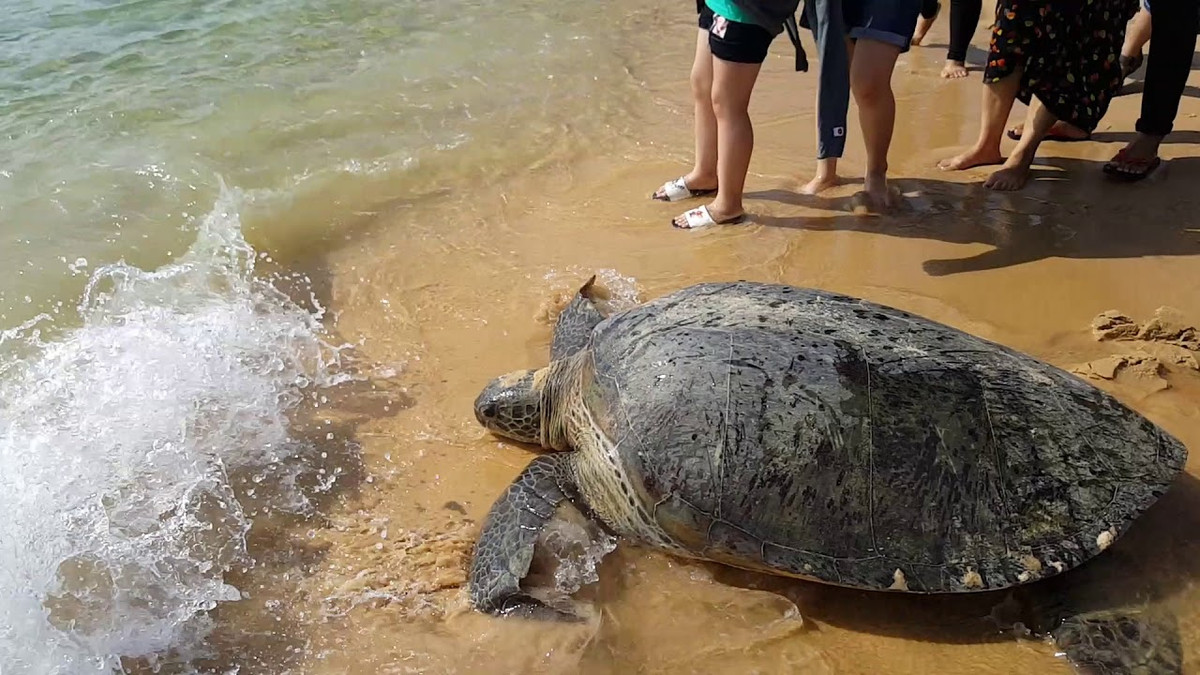 Rùa Quản Đồng thường có vỏ màu nâu đỏ, mai có vẩy, có 5 đôi tấm sườn, chi trước có 2 móng vuốt. Trước trán có 5 vẩy. Ảnh: ytimg.