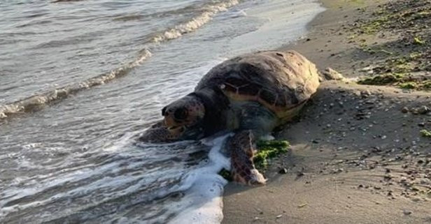 Rùa Quản Đồng là loài thuỷ sinh quý hiếm có trong Danh mục các loài động vật, thực vật hoang dã quy định trong Công ước CITES. Ảnh: tmgrup.