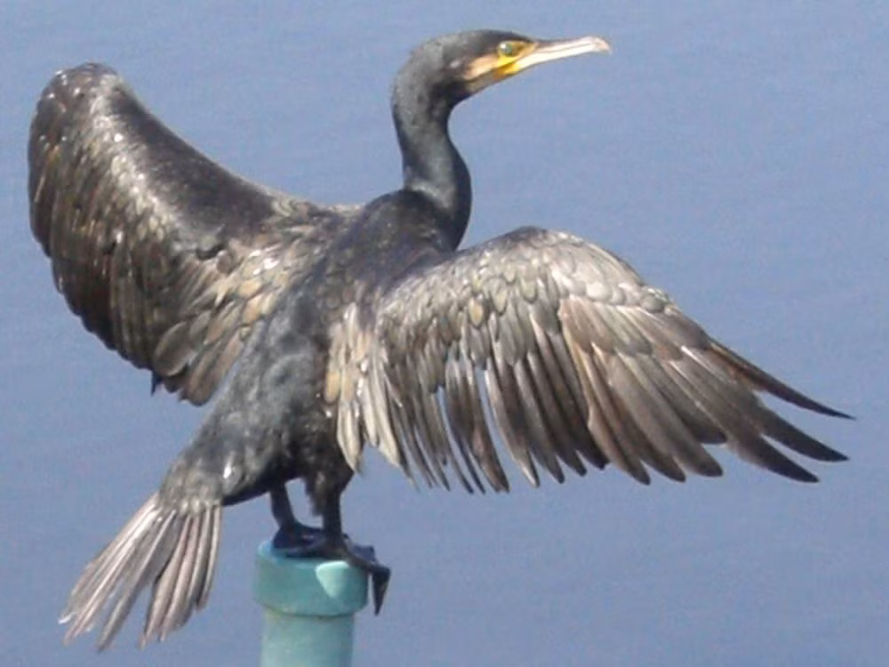  Chim cốc đế có tên khoa học là Phalacrocorax carbo. Đây là một loài chim lớn màu đen, trọng lượng trung bình từ 2,6kg - 3,7kg, chiều dài thân 70cm – 102cm và sải cánh dài 121cm – 160cm, đuôi hơi dài và cổ họng có mảng màu vàng. Ảnh: wikimedia.