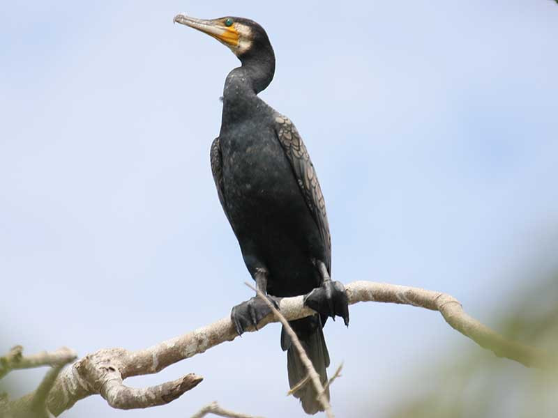 Chim cốc đế thường sống ở các vực nước, hồ lớn, sông suối có nhiều cá. Thức ăn chủ yếu của chúng là cá. Ảnh: birdwatchingvietnam.