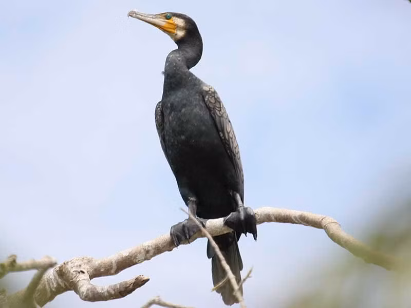 Chim cốc đế thường sống ở các vực nước, hồ lớn, sông suối có nhiều cá. Thức ăn chủ yếu của chúng là cá. Ảnh: birdwatchingvietnam.